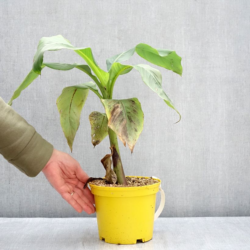 Spécimen de Musa basjoo Tchetchenia - Bananier du Japon Pot de 2L/3L tel que livré en hiver