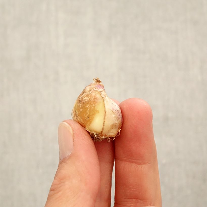 Example of Muscari armeniacum Aqua Magic Bulbe calibre 7+ as you get in automne