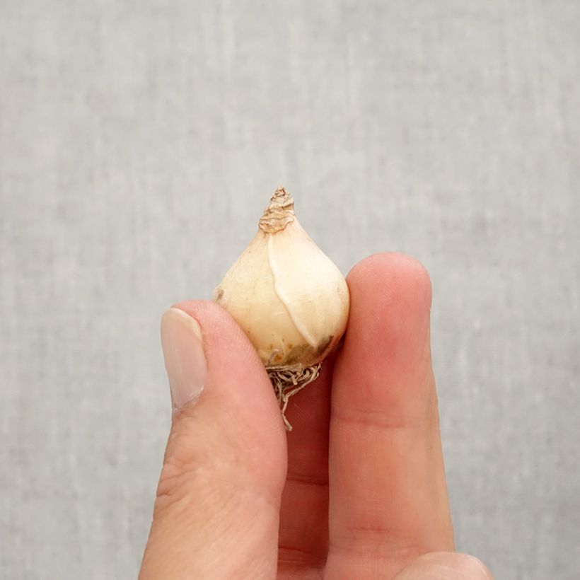 Spécimen de Muscari armeniacum Big Smile Bulbe calibre 8+ tel que livré en automne