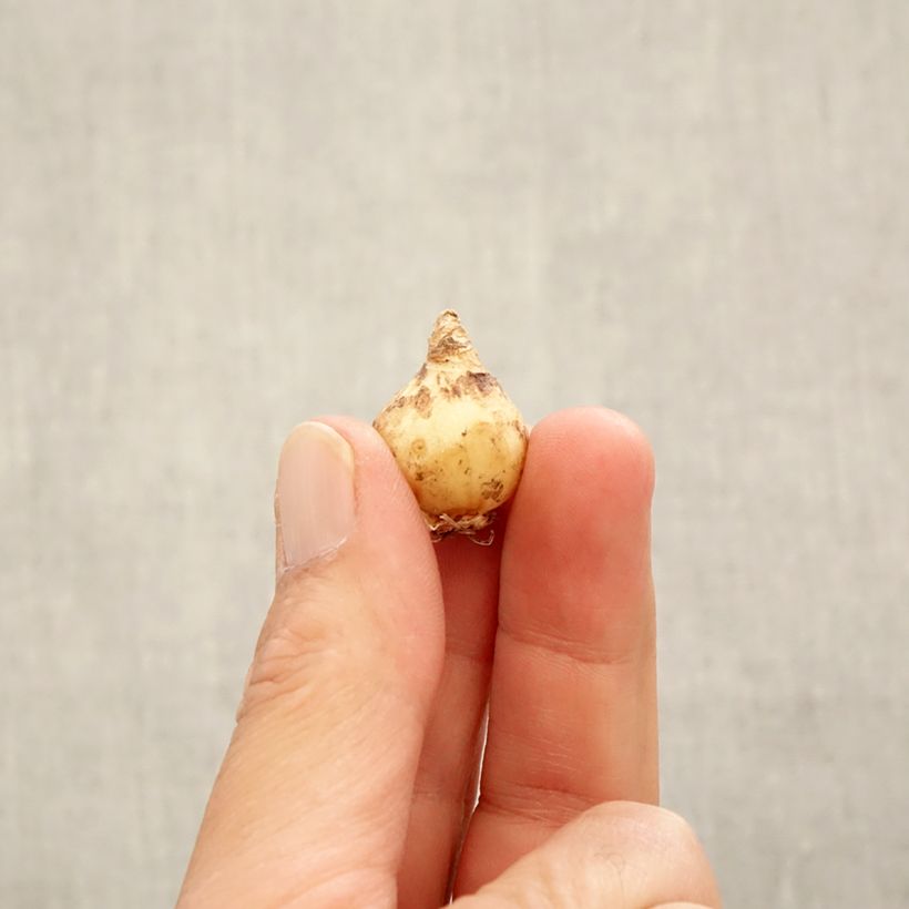 Example of Muscari armeniacum Bulbe calibre 6+ as you get in automne