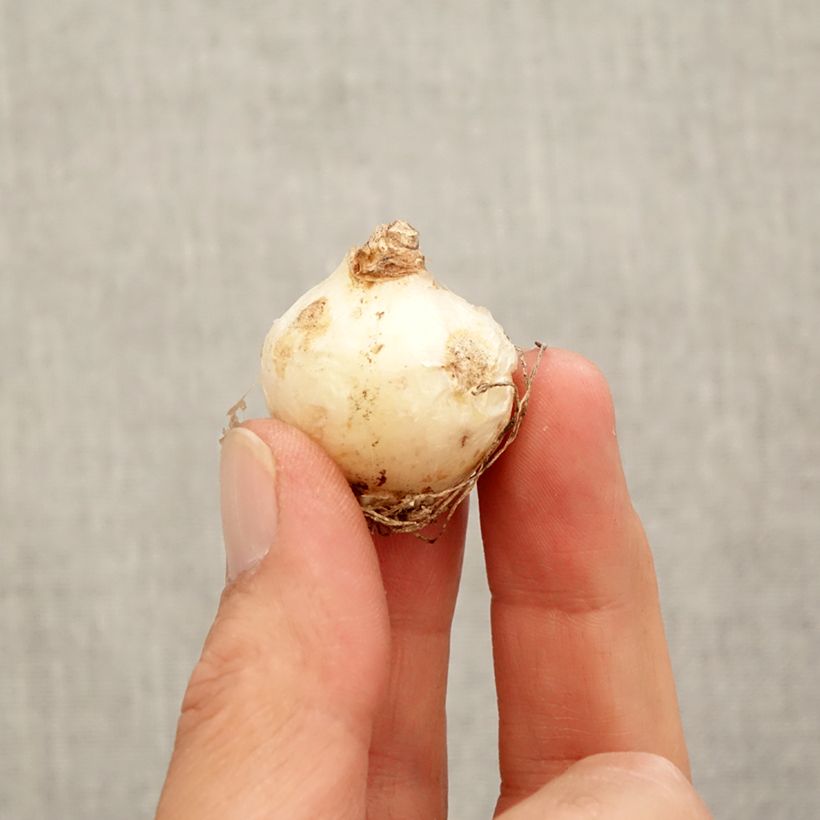 Example of Muscari armeniacum Bulbe calibre 9+ as you get in automne