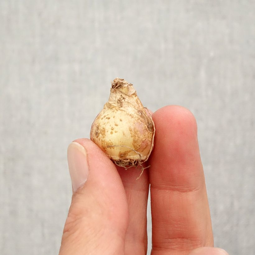 Spécimen de Muscari armeniacum Esther Bulbe calibre 7+ tel que livré en automne