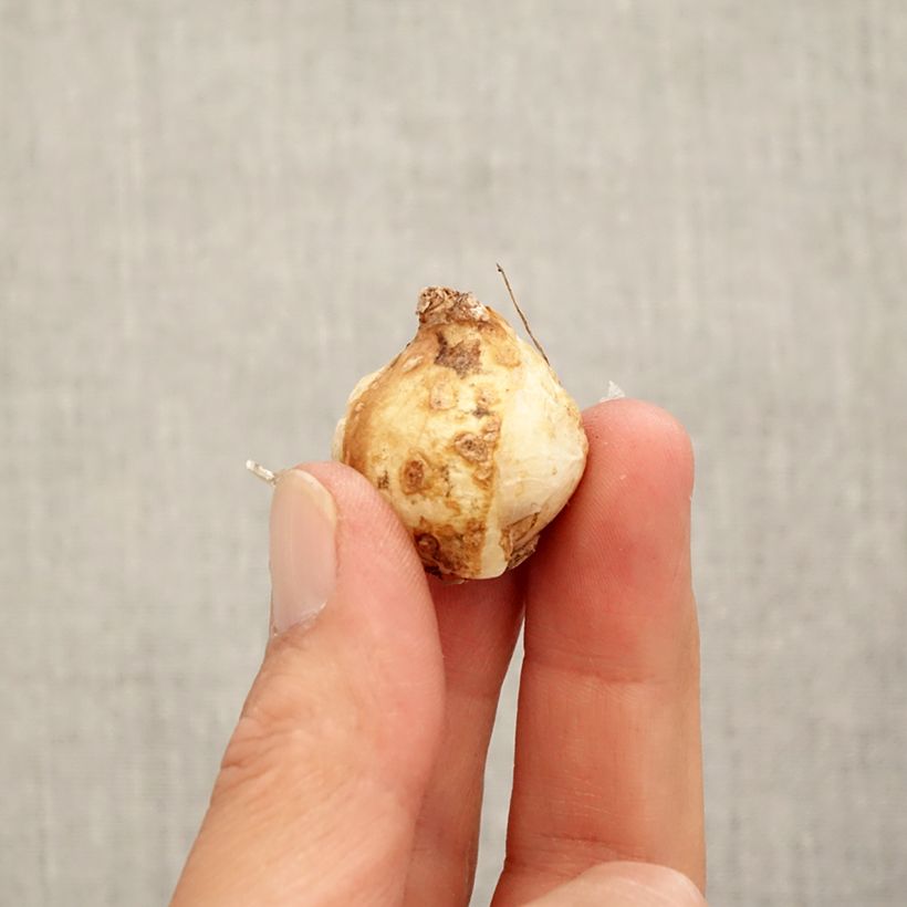 Spécimen de Muscari armeniacum Fantasy Creation Bulbe calibre 9+ tel que livré en automne