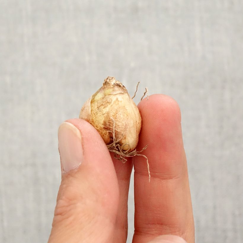 Spécimen de Muscari armeniacum Valerie Finnis Bulbe calibre 7+ tel que livré en automne