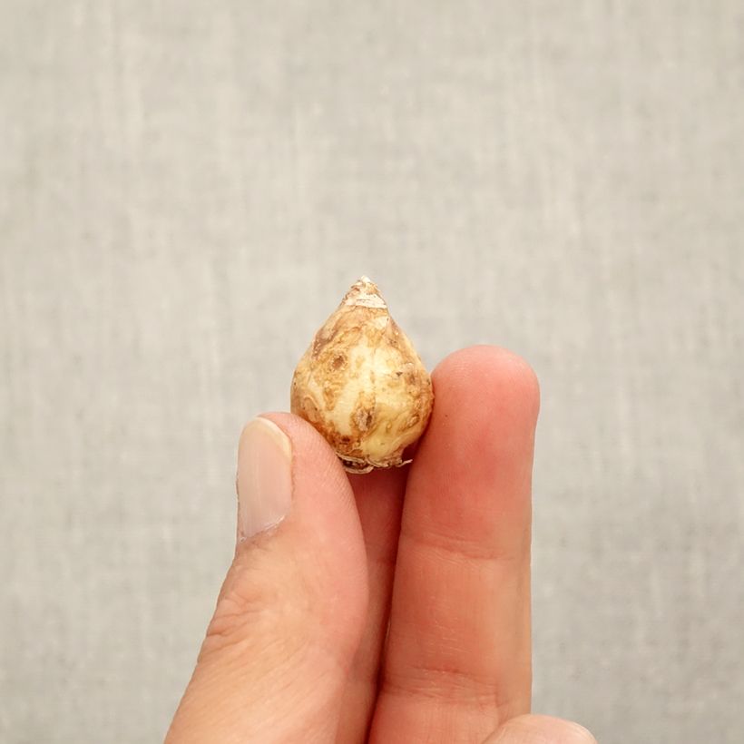 Example of Muscari armeniacum White Pearl Bulbe calibre 7+ as you get in automne