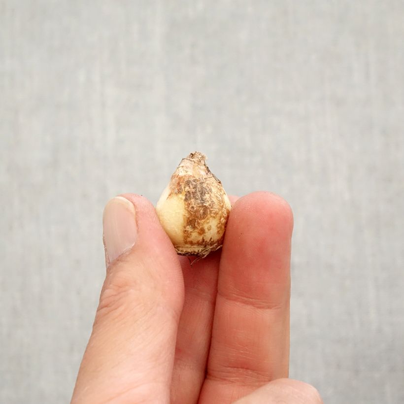 Example of Muscari aucheri Early Magic Bulbe calibre 7+ as you get in automne