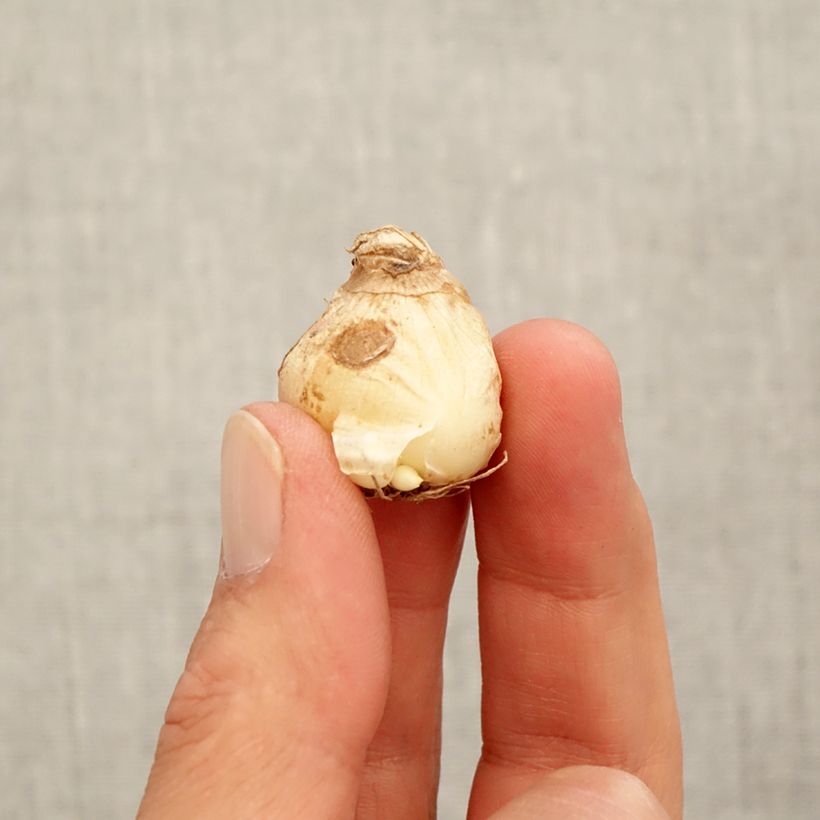 Spécimen de Muscari aucheri White Magic Bulbe calibre 7+ tel que livré en automne