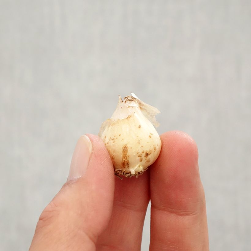 Example of Muscari Baby's Breath (Jenny Robinson) Bulbe calibre 7+ as you get in automne