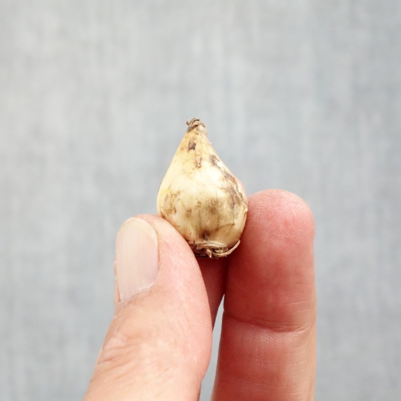 Spécimen de Muscari botryoides Album Bulbe calibre 5/6 tel que livré en automne