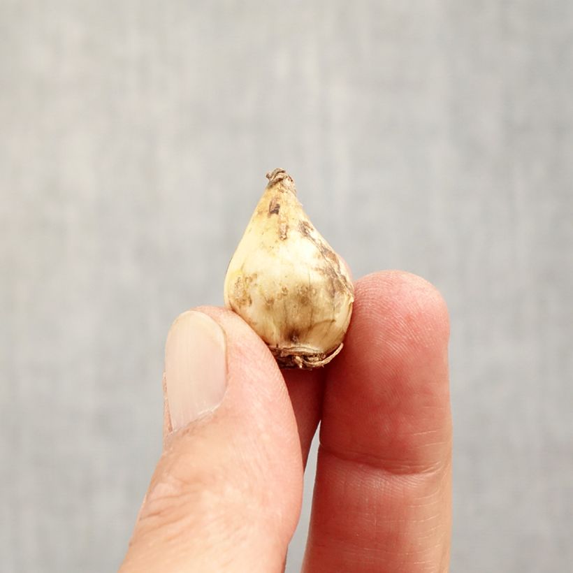 Spécimen de Muscari Grape Ice Bulbe calibre 5+ tel que livré en automne