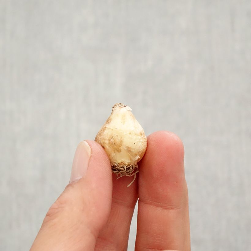 Example of Muscari Joyce Spirit Bulbe calibre 7+ as you get in automne