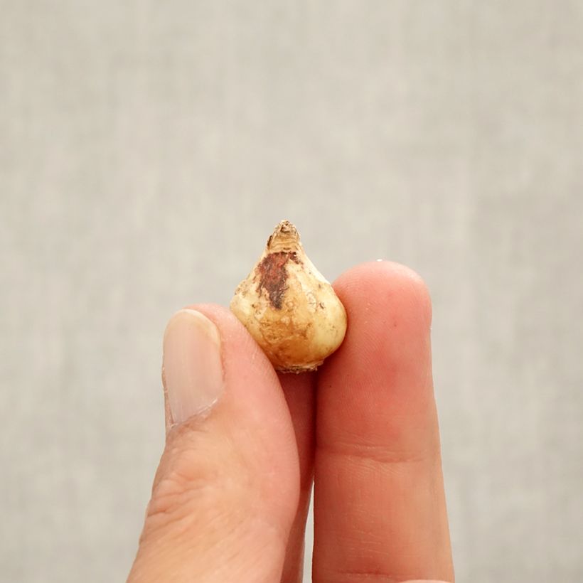 Spécimen de Muscari latifolium Bulbe calibre 6+ tel que livré en automne