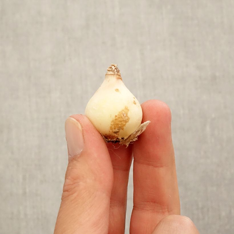 Example of Muscari Manon Bulbe calibre 8+ as you get in automne