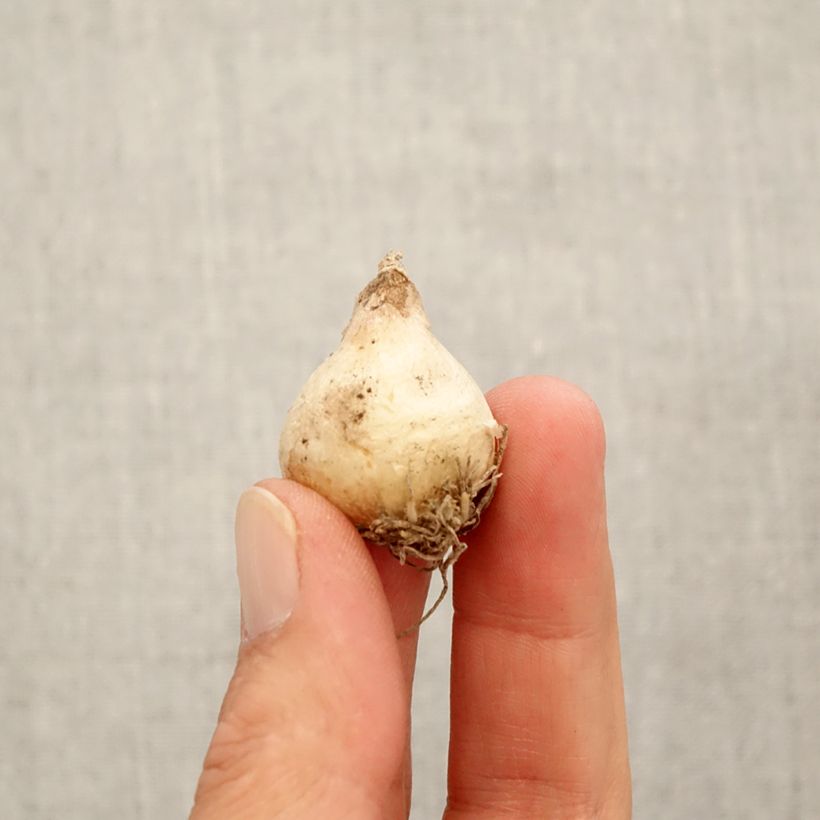 Example of Muscari muscarimi (racemosum) Bulbe calibre 8+ as you get in automne