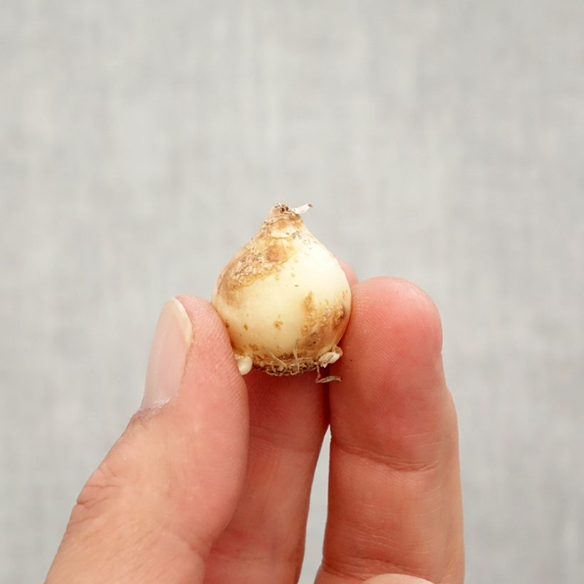 Example of Muscari Peppermint Bulbe calibre 7+ as you get in automne