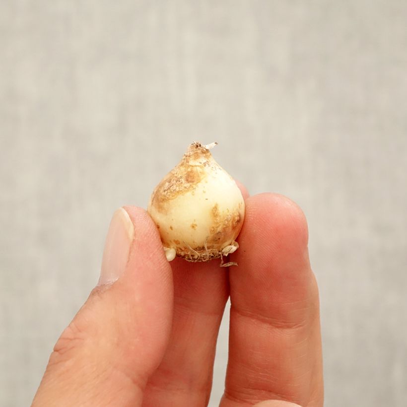 Spécimen de Muscari Touch of Snow Bulbe calibre 7+ tel que livré en automne