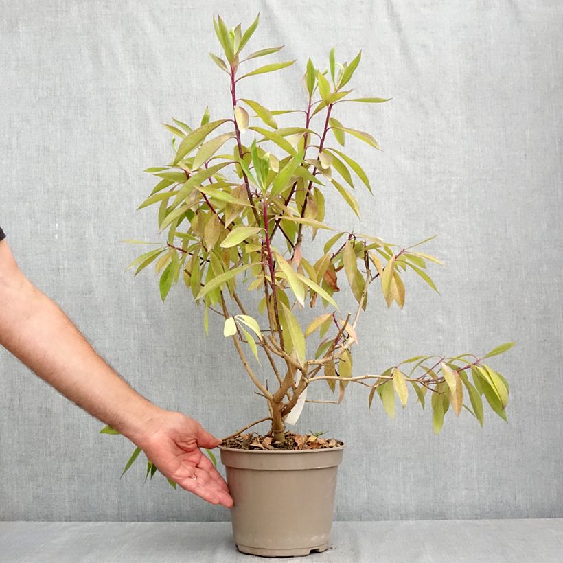 Spécimen de Myoporum laetum Pot de 4L/5L tel que livré en été