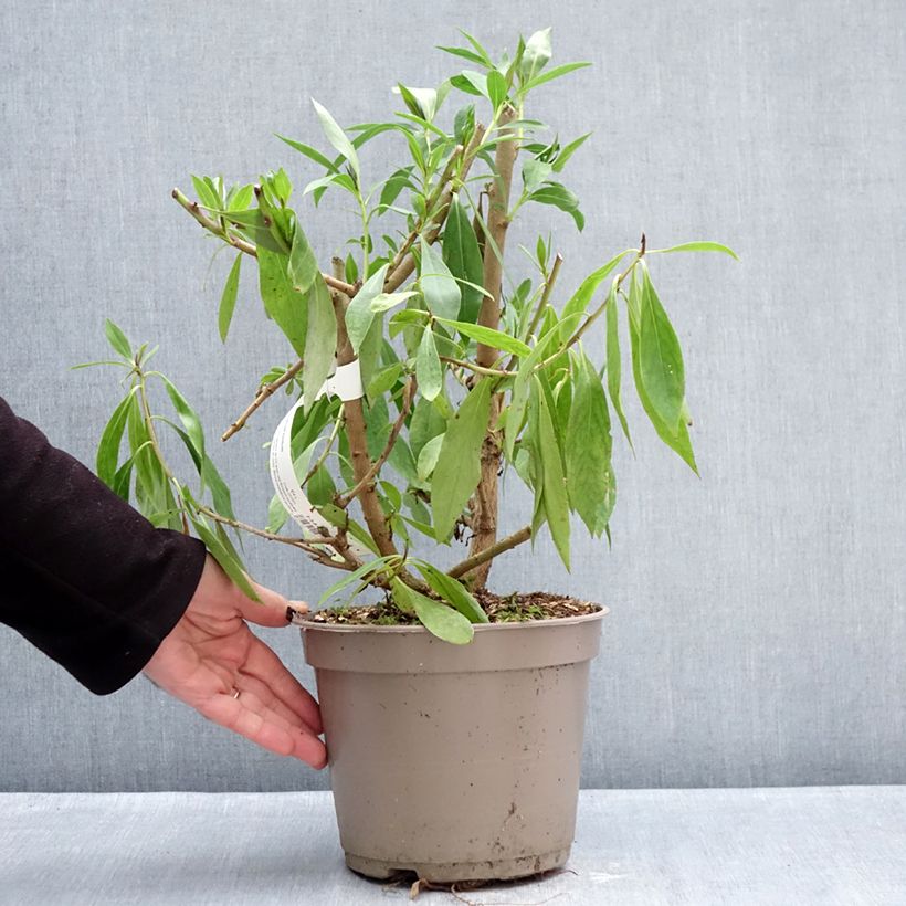 Spécimen de Myoporum laetum Pot de 4L/5L tel que livré en hiver