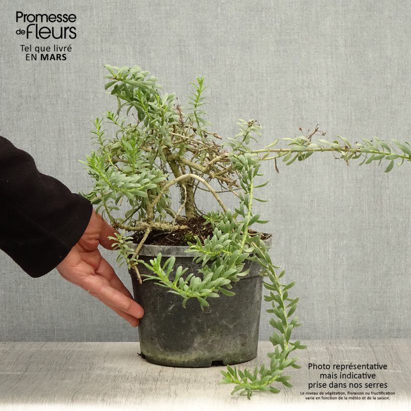 Spécimen de Myoporum parvifolium à fleurs blanches Pot de 3L/4L tel que livré au printemps