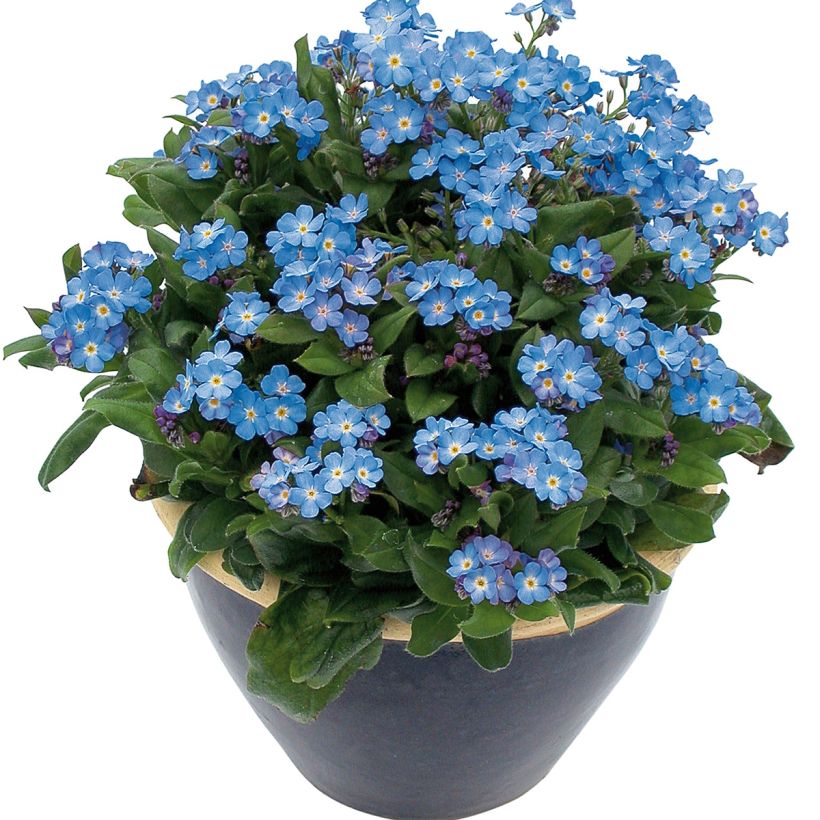 Myosotis Myomark (Port)