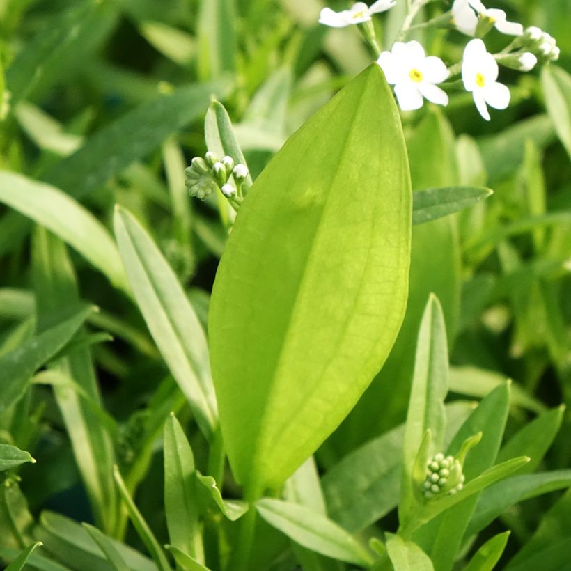 Myosotis scorpioides Alba - Myosotis des marais (Foliage)