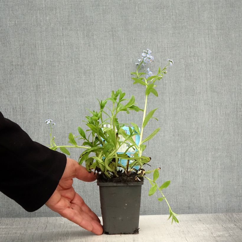 Example of Myosotis scorpioides Alba - Myosotis des marais Godet de 8/9 cm as you get in printemps