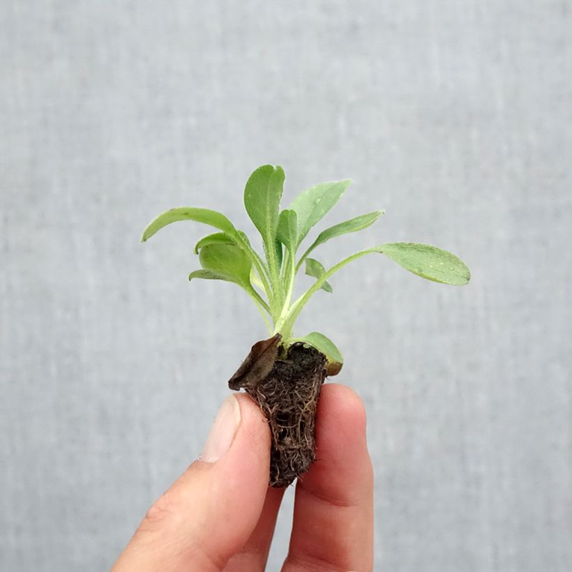 Spécimen de Myosotis Snowsylva Mini-motte Minimotte : motte 2,2 cm x 2 cm en plaque de culture par 35 tel que livré en automne