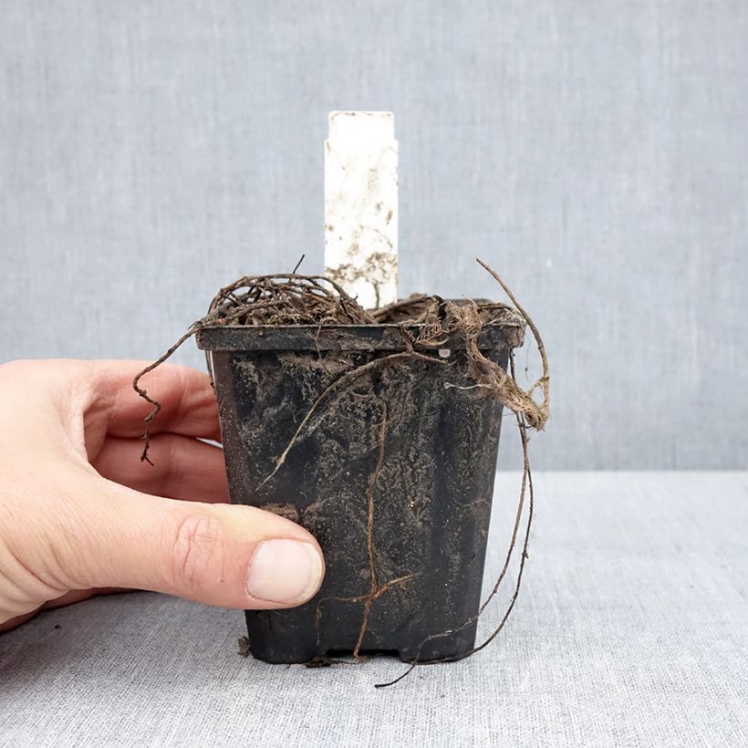 Spécimen de Myriophyllum spicatum - Myriophylle en épis Godet de 8/9 cm tel que livré au printemps