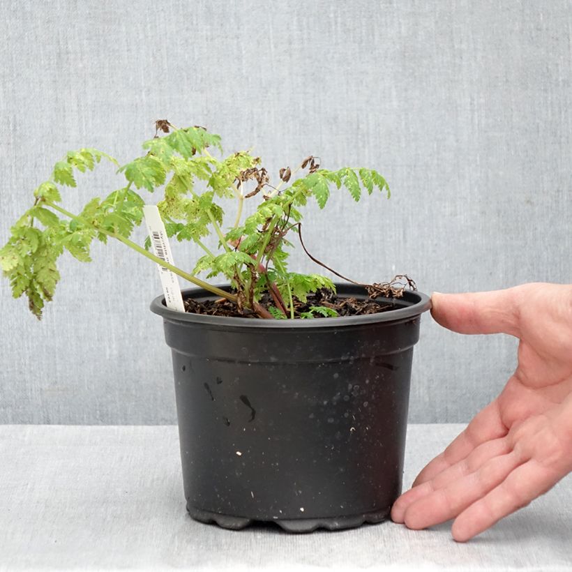Spécimen de Myrrhis odorata - Cerfeuil musqué ou anisé Pot de 2L/3L tel que livré en automne