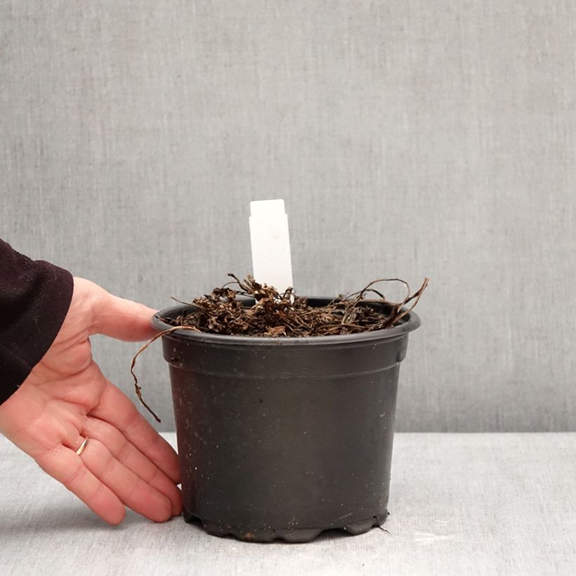 Spécimen de Myrrhis odorata - Cerfeuil musqué ou anisé Pot de 2L/3L tel que livré en hiver