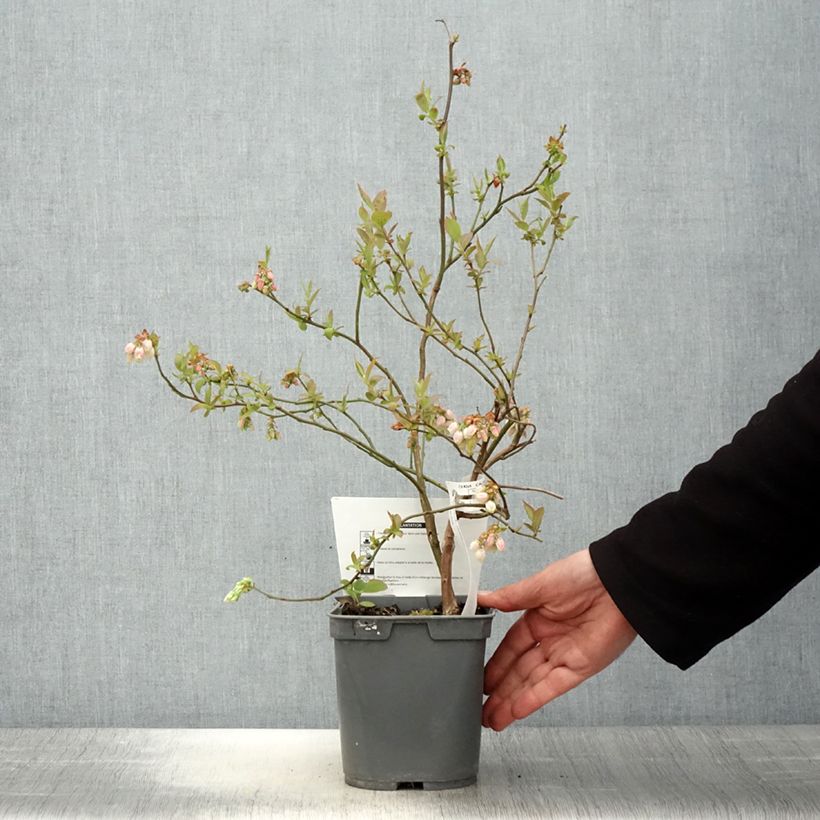 Example of Myrtille d'Amérique - Vaccinium corymbosum Atlantic Pot de 4L/5L as you get in printemps