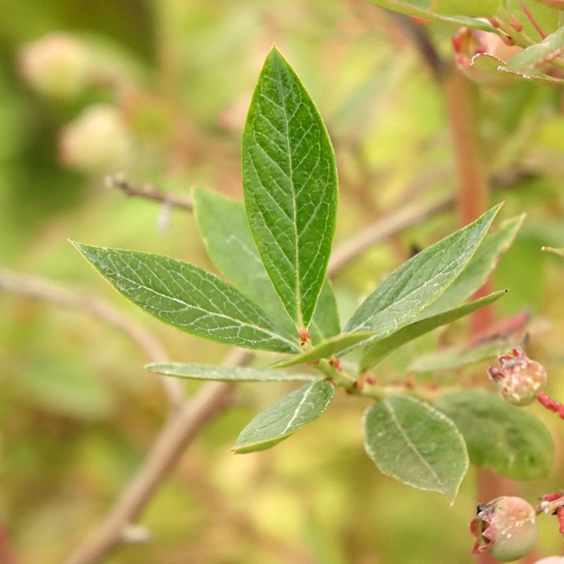 Myrtille d'Amérique - Vaccinium corymbosum Blue Pearl (Feuillage)