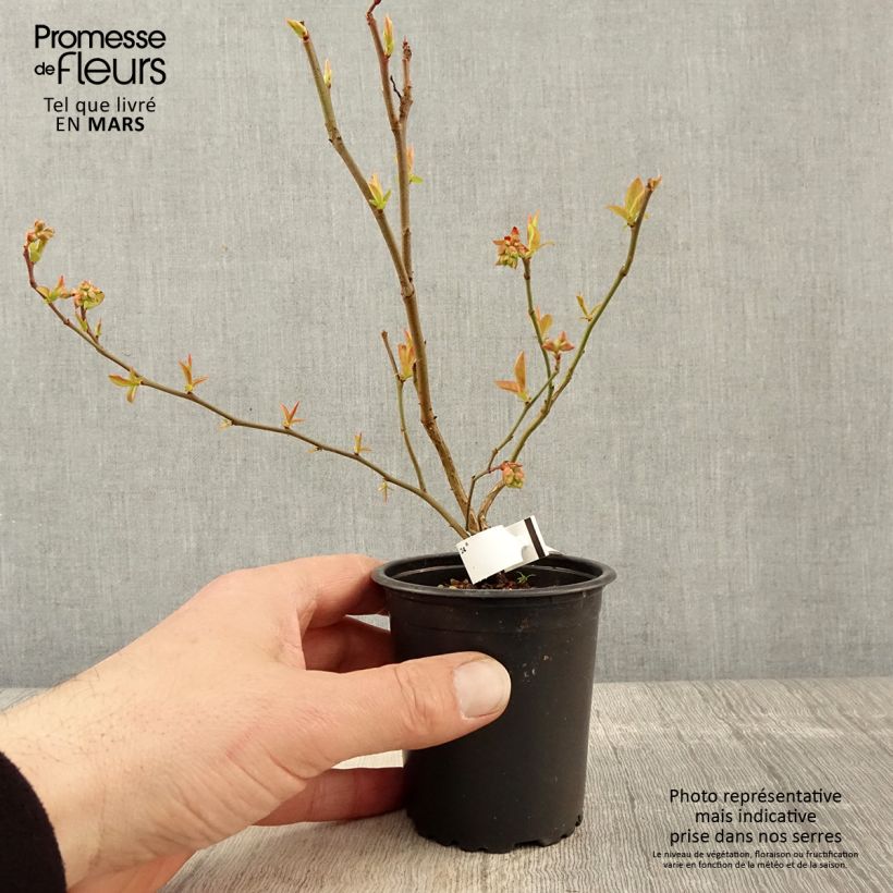 Example of Myrtille d'Amérique - Vaccinium corymbosum Brigitta Godet de 8/9 cm as you get in printemps