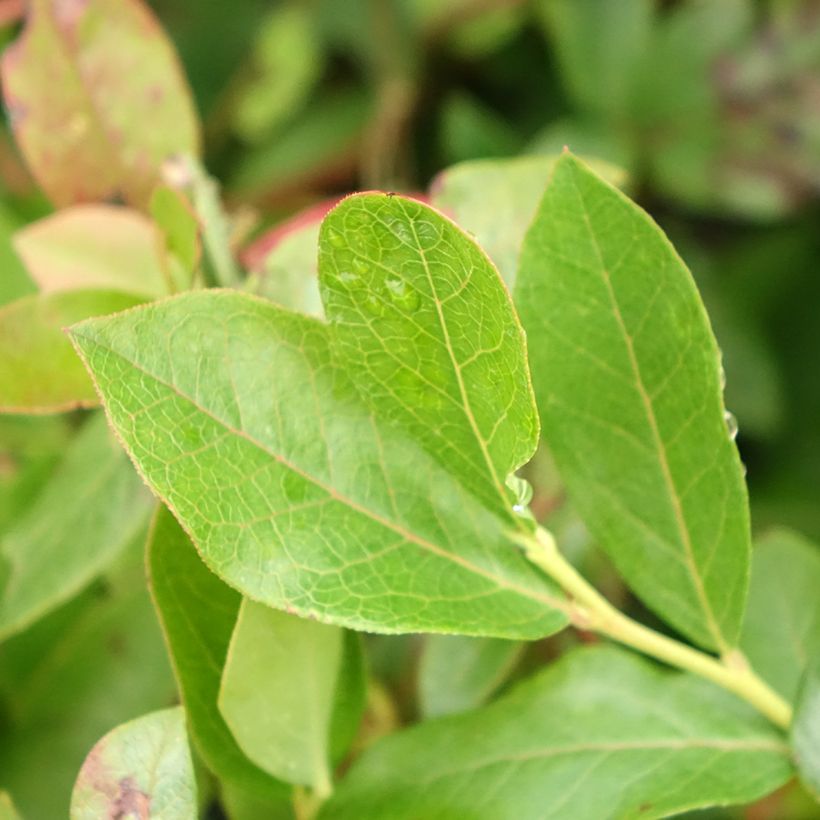Myrtille d'Amérique - Vaccinium corymbosum Brigitta (Foliage)