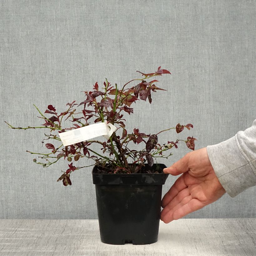 Spécimen de Myrtille d'Amérique - Vaccinium corymbosum Darrow Pot de 1,5L/2L tel que livré au printemps