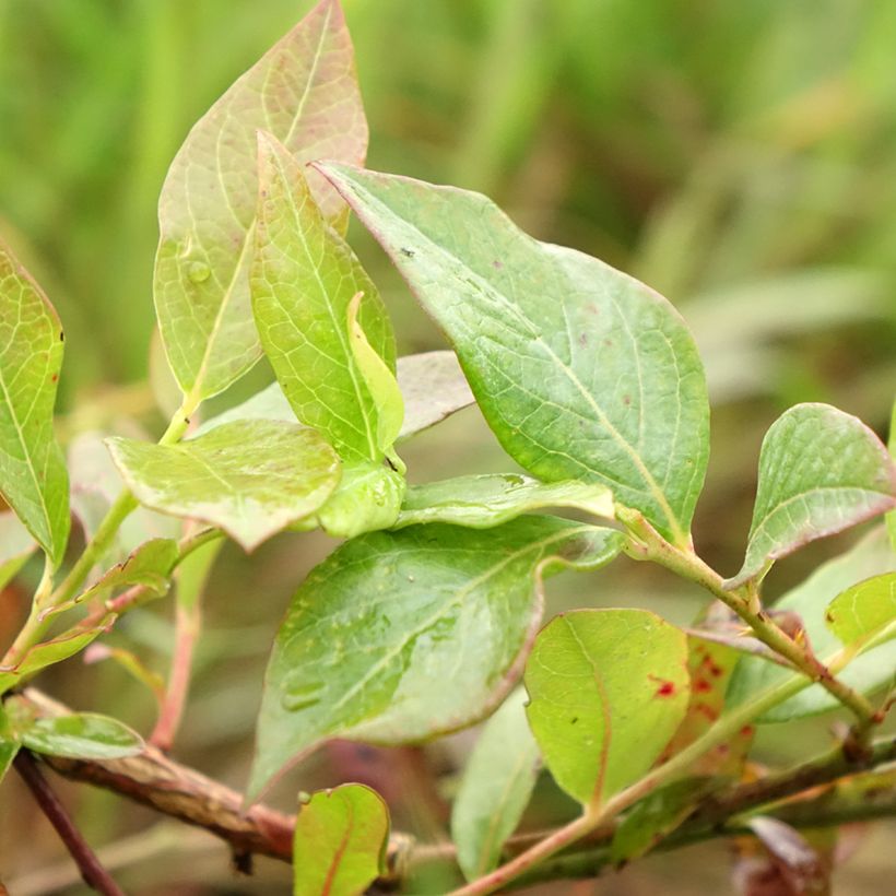 Myrtille d'Amérique - Vaccinium corymbosum Darrow (Feuillage)