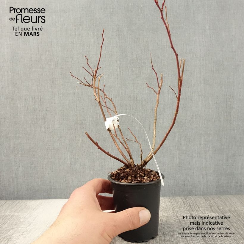 Example of Myrtille d'Amérique - Vaccinium corymbosum Duke Godet de 8/9 cm as you get in printemps