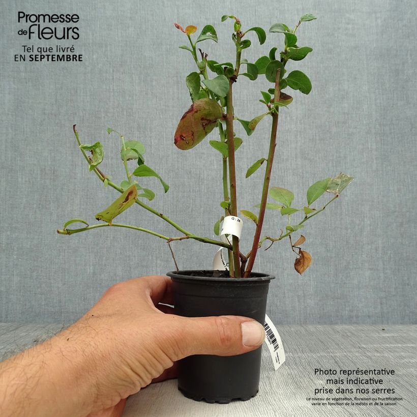 Spécimen de Myrtille d'Amérique - Vaccinium corymbosum Ivanhoe Godet de 8/9 cm tel que livré en automne
