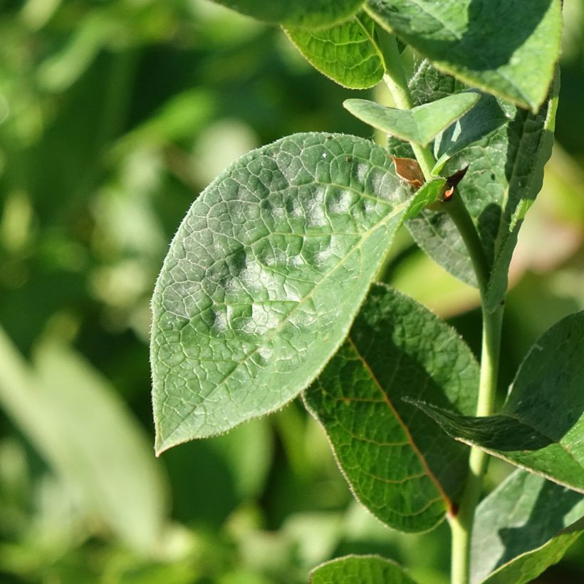 Myrtille d'Amérique - Vaccinium corymbosum Ivanhoe (Feuillage)
