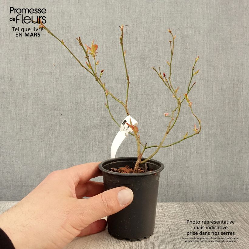 Spécimen de Myrtille d'Amérique - Vaccinium corymbosum North Blue Godet de 8/9 cm tel que livré au printemps