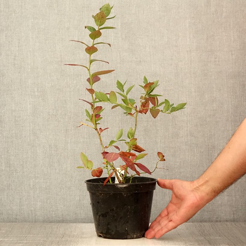 Example of Myrtille d'Amérique - Vaccinium corymbosum Northcountry Pot de 3L/4L as you get in ete