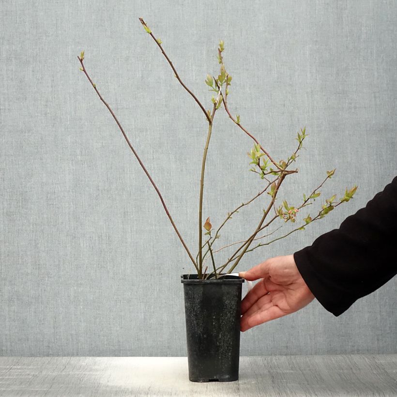 Example of Myrtille d'Amérique - Vaccinium corymbosum Rubel Pot de 1L/1,5L as you get in printemps