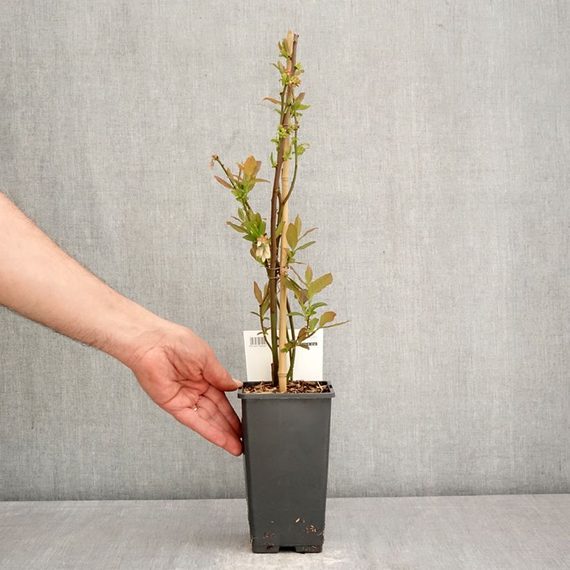 Spécimen de Myrtillier Blue Dessert Pot de 1,5L/2L, Buisson tel que livré au printemps