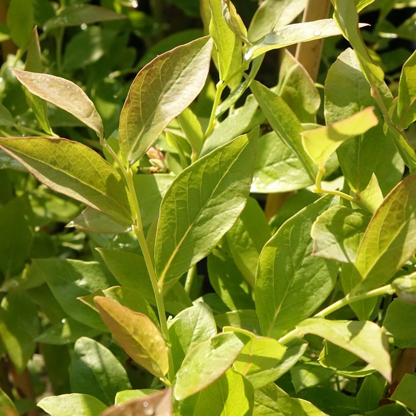 Myrtillier Blue Roma (Feuillage)