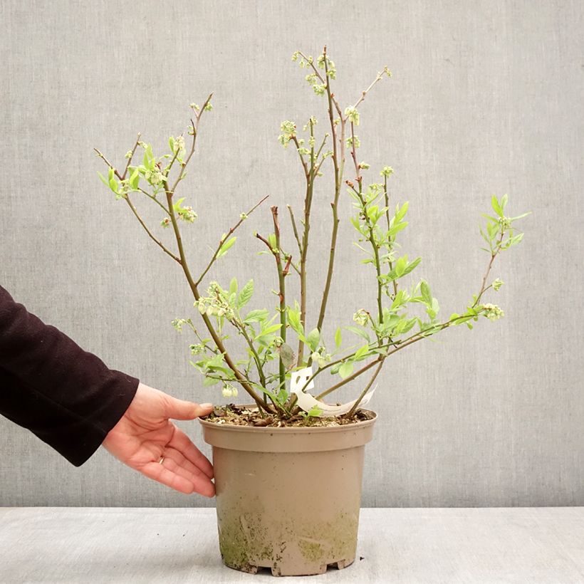 Spécimen de Myrtillier Blue Suede Pot de 4L/5L, Buisson tel que livré au printemps