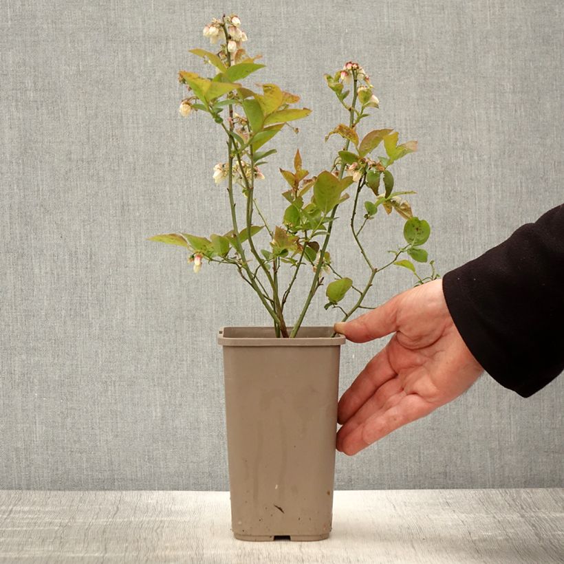 Spécimen de Myrtillier Blues Brothers - Vaccinium corymbosum Pot de 1,5L/2L tel que livré au printemps