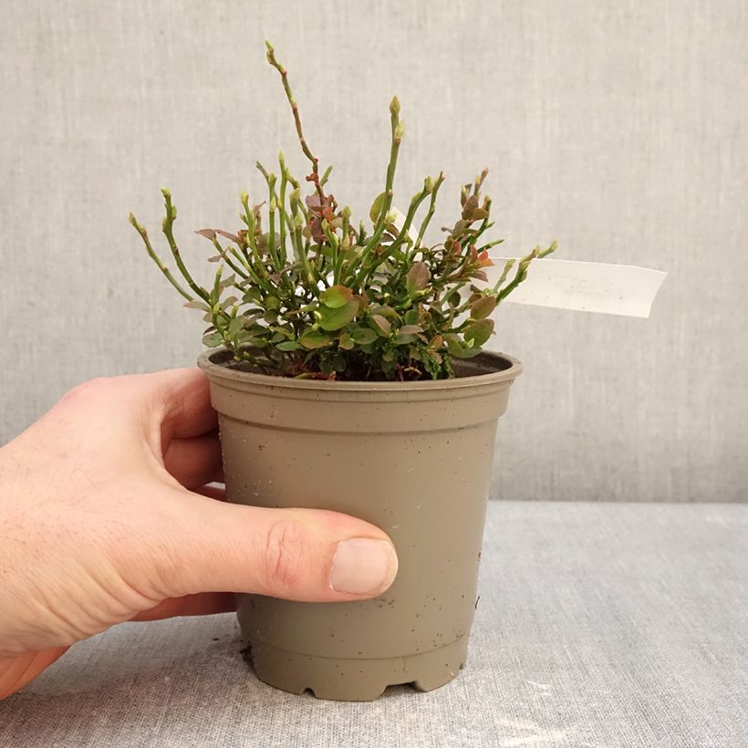 Spécimen de Myrtillier commun Pot de 12 cm / 13 cm, Buisson tel que livré en hiver