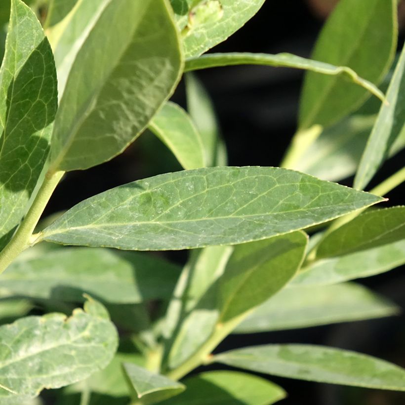 Myrtillier d’Amérique Elliott - Vaccinium corymbosum (Feuillage)