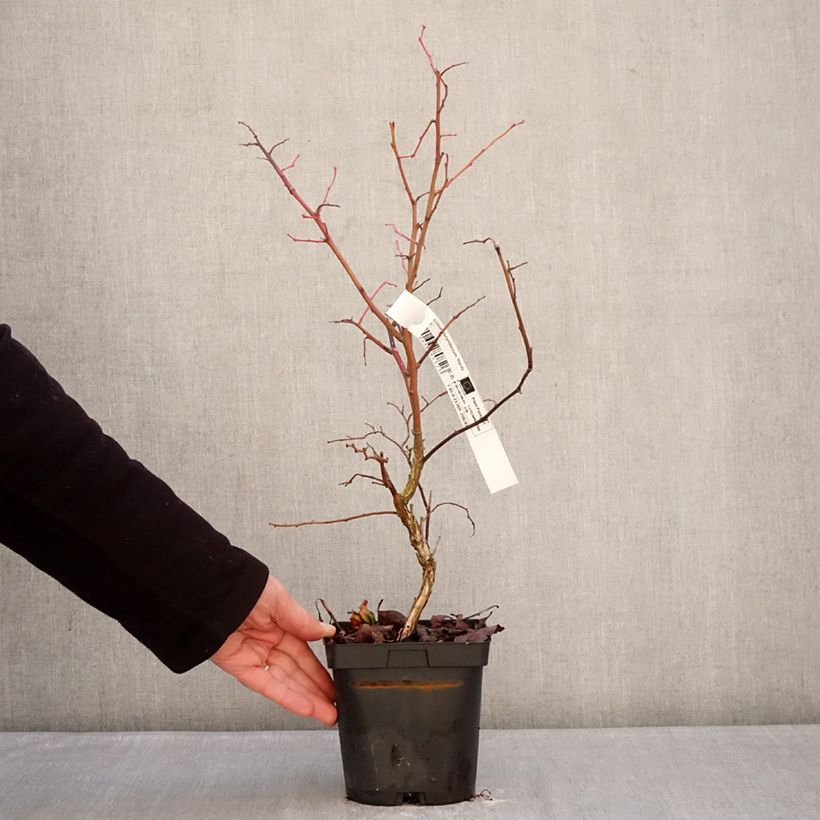 Spécimen de Myrtillier d’Amérique Hardyblue - Vaccinium corymbosum Pot de 2L/3L, Touffe tel que livré en hiver