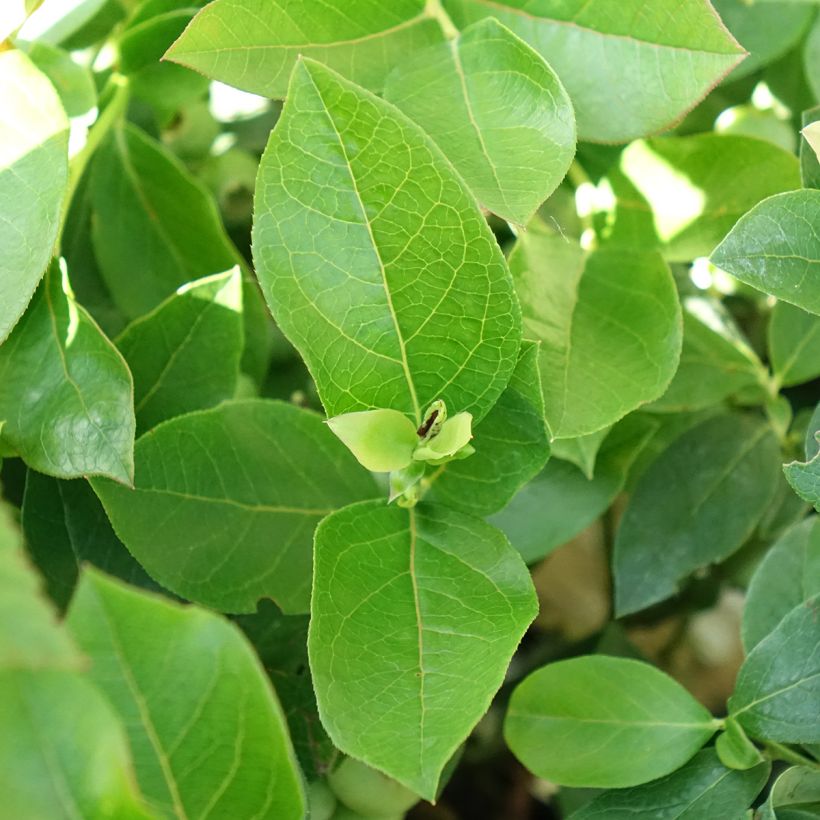 Myrtillier d’Amérique Patriot Bio (Feuillage)